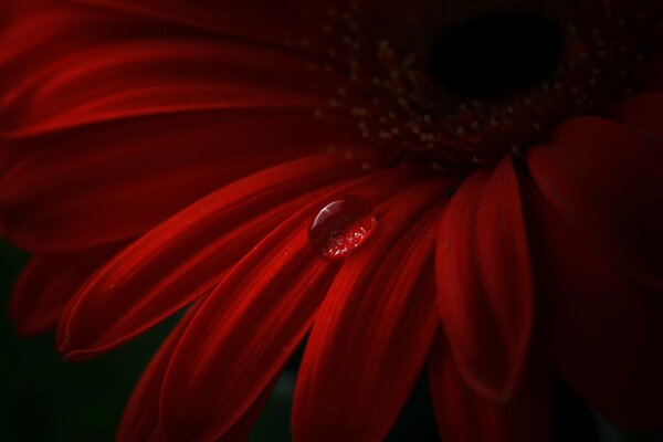 Red flower with a drop of water