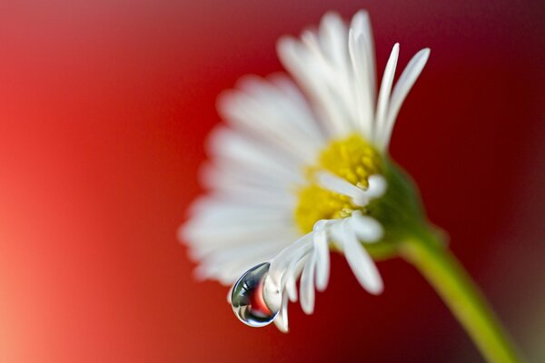 Macro snapshot of the drop. Chamomile on a red background
