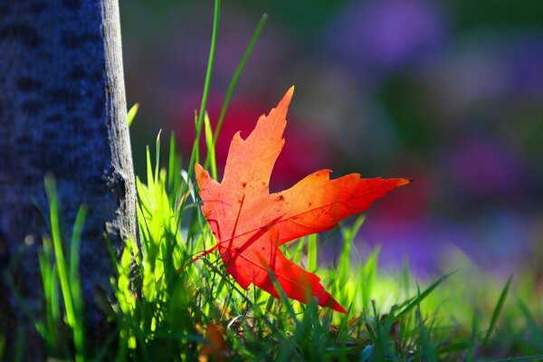 Rotes Herbstblatt auf einer grünen Wiese