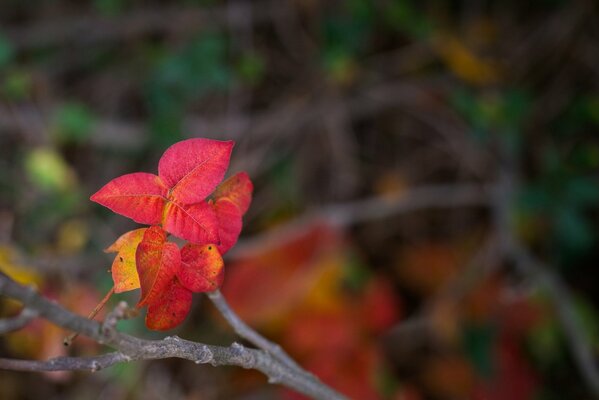 Hojas de otoño en una rama como una flor roja