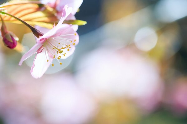 Blumen auf den Ästen der Bäume blühten