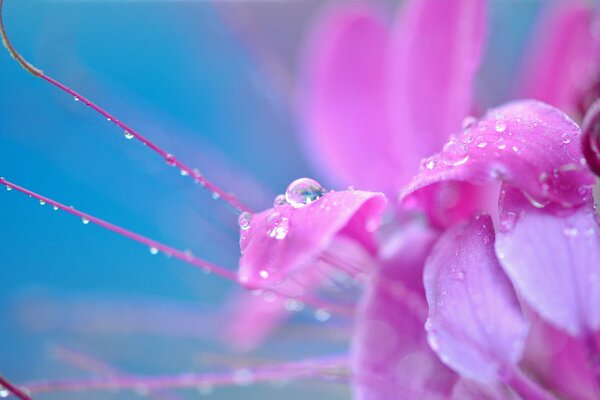 Flor rosa en gotas de rocío sobre fondo azul