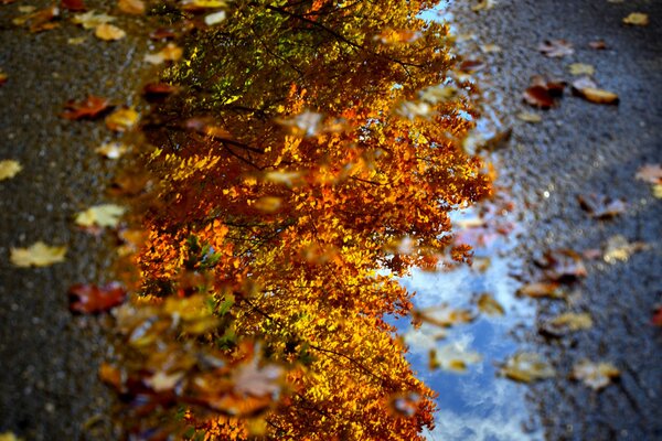 Feuillage d automne avec reflet du ciel dans une flaque d eau