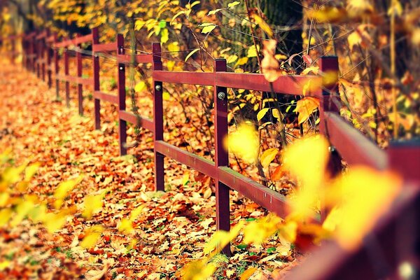 Golden autumn next to the fence