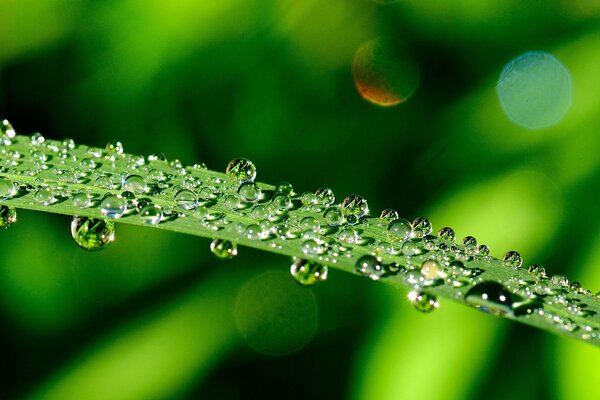 Water drops on a green leaf