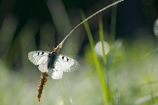 Mariposa en espiguilla después de la lluvia