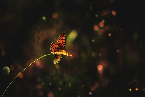 Title a moth on a flower in the grass