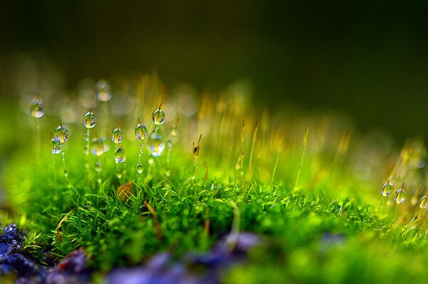 Dew drops on moss