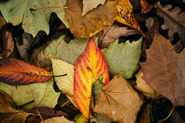Hojas caídas de otoño. Macrofotografía