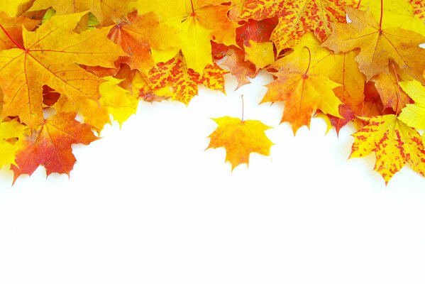 Bright autumn leaves on a white background