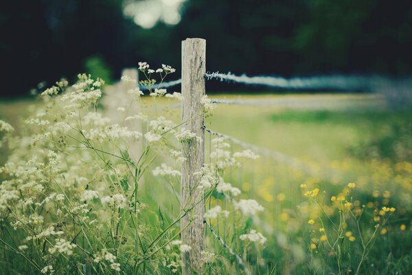 Title Tapete mit gelben Blumen und weißem Zaun