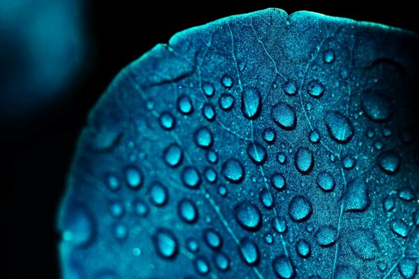 Goutte de rosée en plein écran