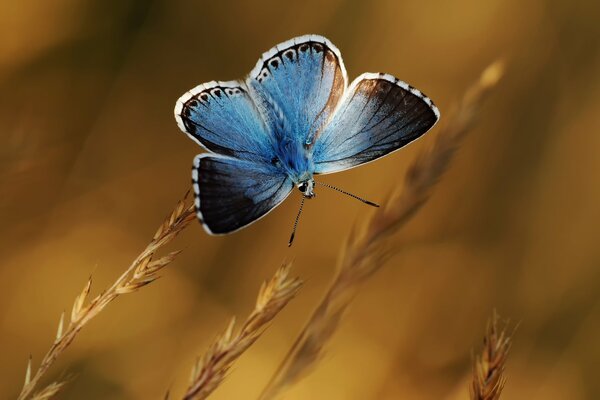 Niebieski piękny motyl na żytnim kłosie