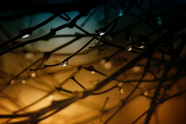 Drops on tree branches macro shooting