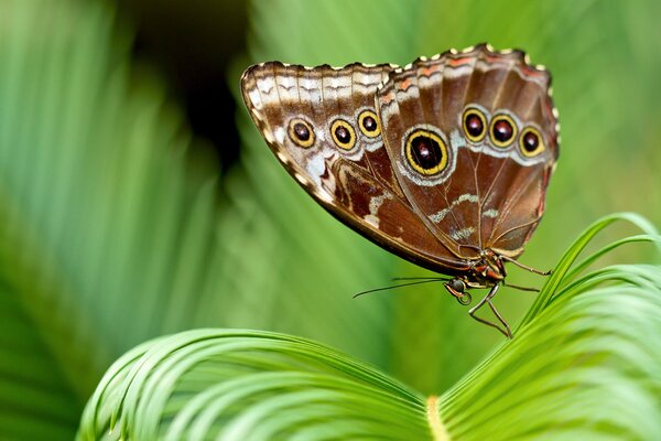 An unusual dance of a brown butterfly on the curved leaves of a plant