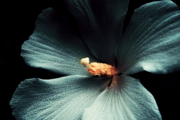 Gros plan de l Hibiscus