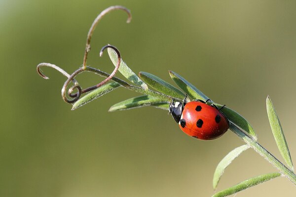 Coccinelle sur l herbe verte