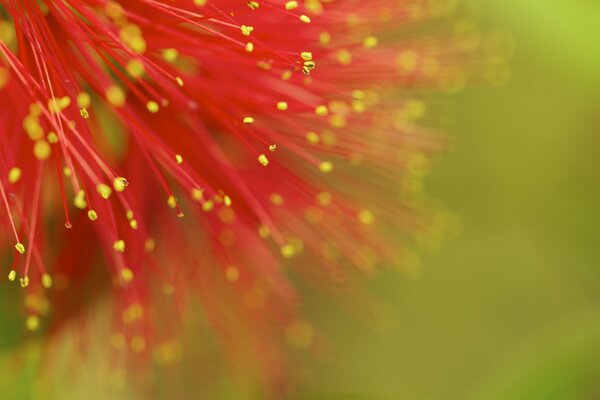 Flor roja sobre fondo verde