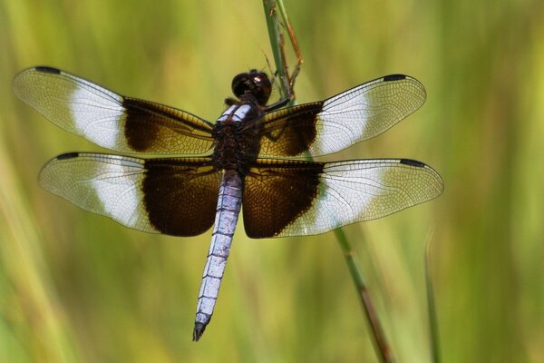 Libelle mit ungewöhnlichen Flügeln auf dem Rasen