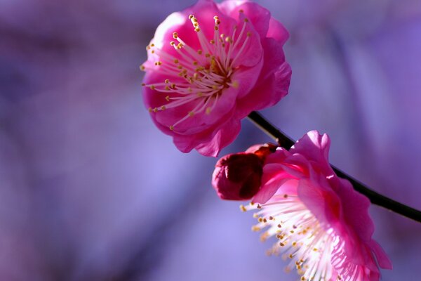 A twig with a pink flower, a bud of crimson flowers