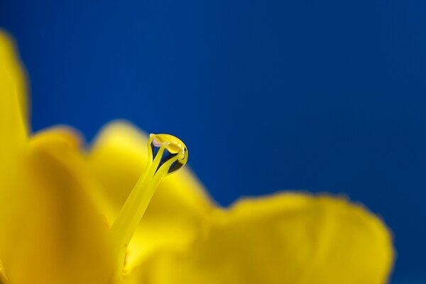 Yellow Flower pistil, a drop of dew