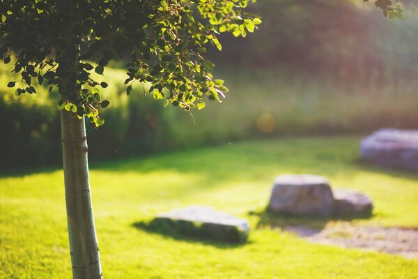 Title grünes Gras und Steine mit einem Baum in der Nähe