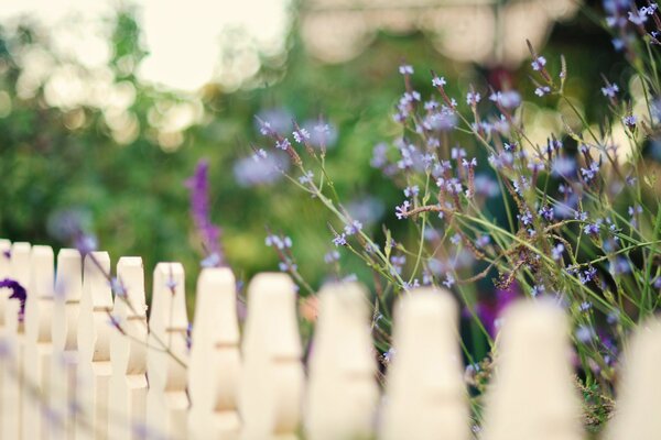 White fence with flowers