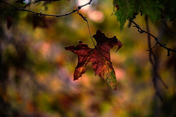 Hoja de otoño en una rama de árbol