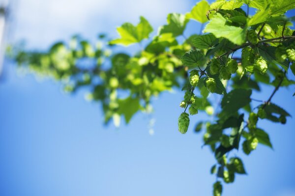 Sky green background leaves