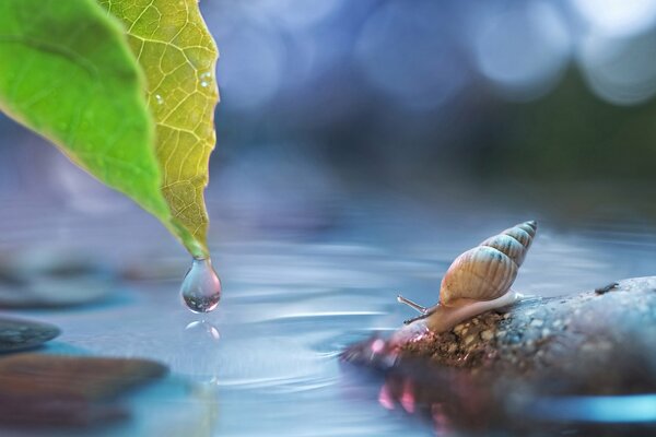 A snail on a stone and a leaf with a drop