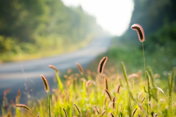 Ears and grass on the background of blurring