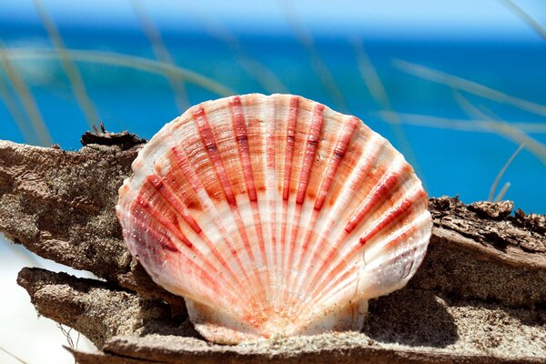 Red and white seashell on the shore