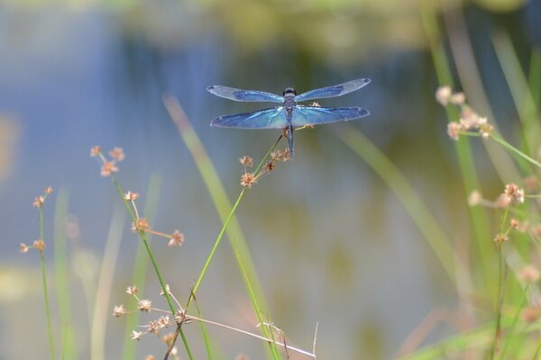 Libellula blu sulle foglie delle piante