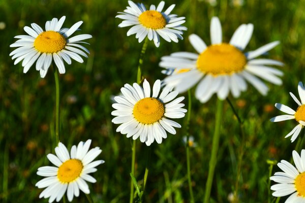 Marguerites dans un champ en été