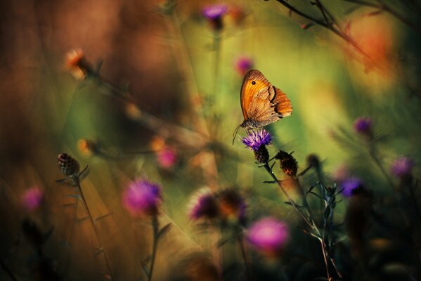 Butterfly on plants in a colored background