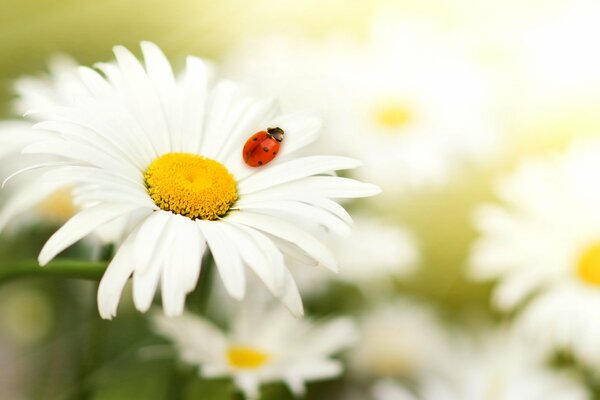 Ladybug on chamomile petals