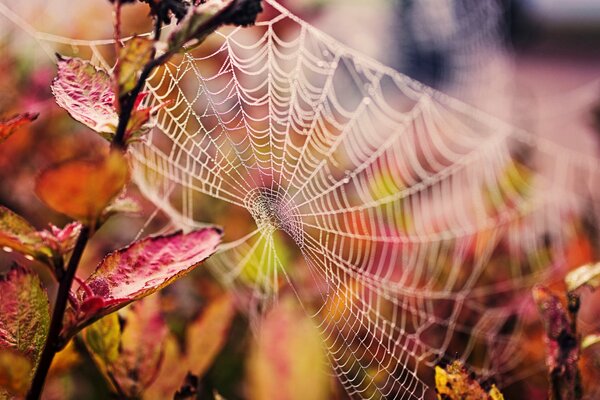 Herbst-Spinnennetz nach Nebel