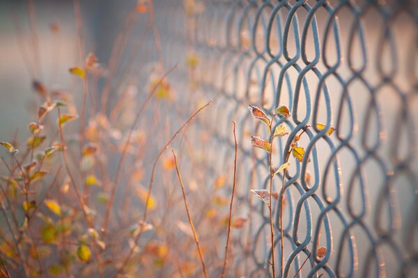 Herbstpflanzen hinter dem Gitter eines Zauns