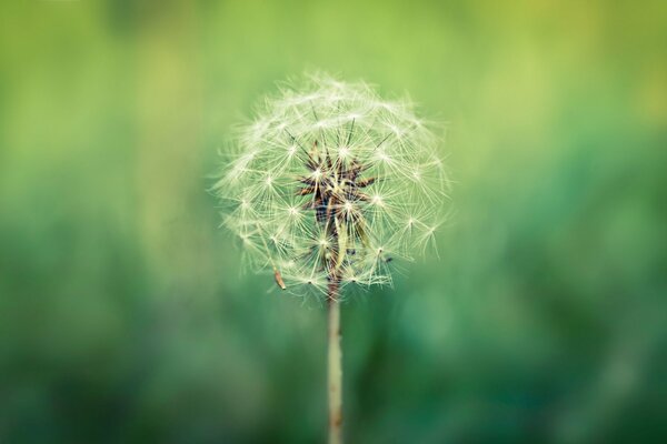 An airy dandelion on a green background