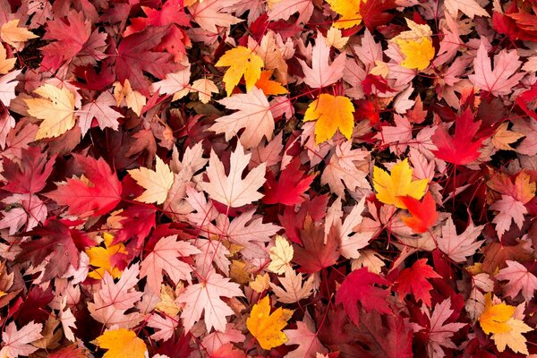 Autumn leaves in crimson tones