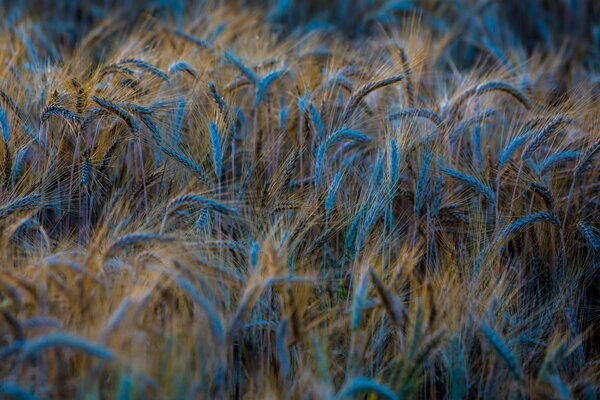 Wheat in a blue glow