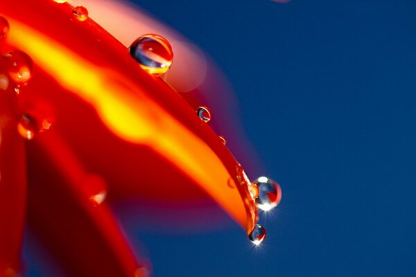 Resplandor de una gota de agua en un pétalo naranja