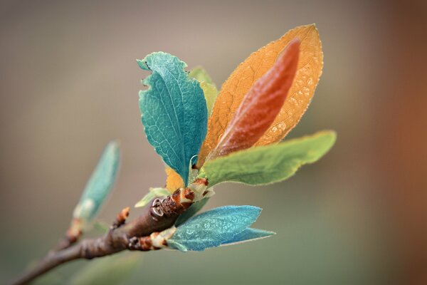 Branche, jeunes feuilles de couleur