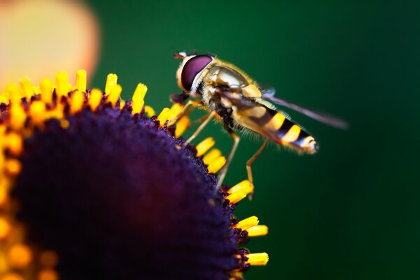 Fotografía macro de un insecto sentado en una flor