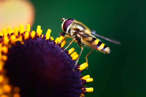 Riprese macro di un insetto seduto su un fiore