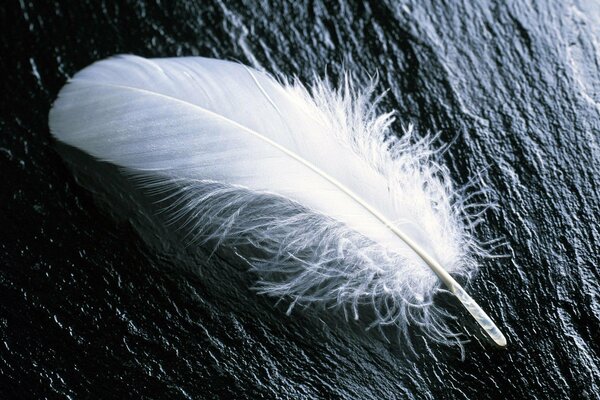 Minimalistic photo of a white feather