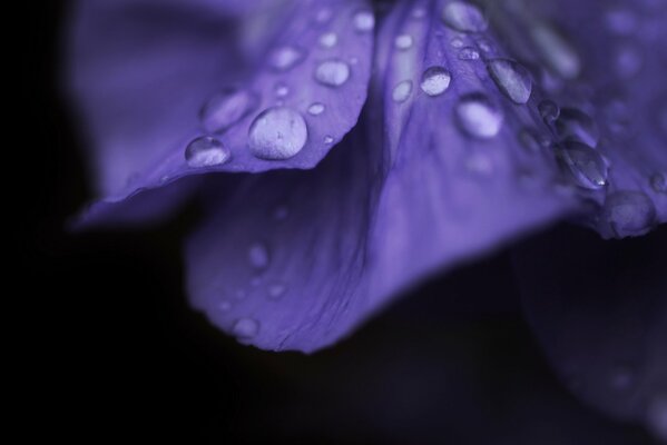 Water drops on the leppets after the rain