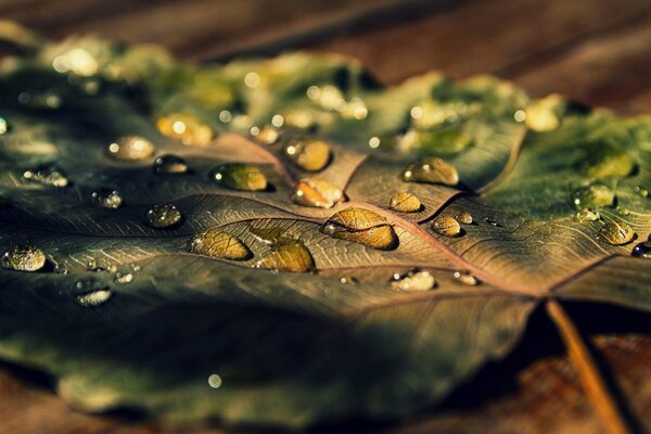 Memory of the rain: water on a fallen leaf. Macro photography