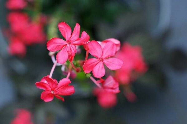 Nahaufnahme von rosa Blüten auf grauem Hintergrund