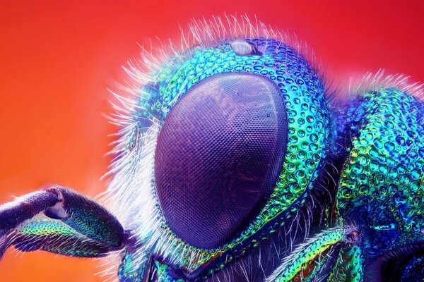 The eye of a fly in Macro Photography